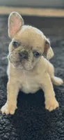 Daisy, a female French Bulldog for sale in St. George, UT – 1 of 1