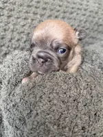 Myrtle, a female French Bulldog for sale in St. George, UT – 2 of 4
