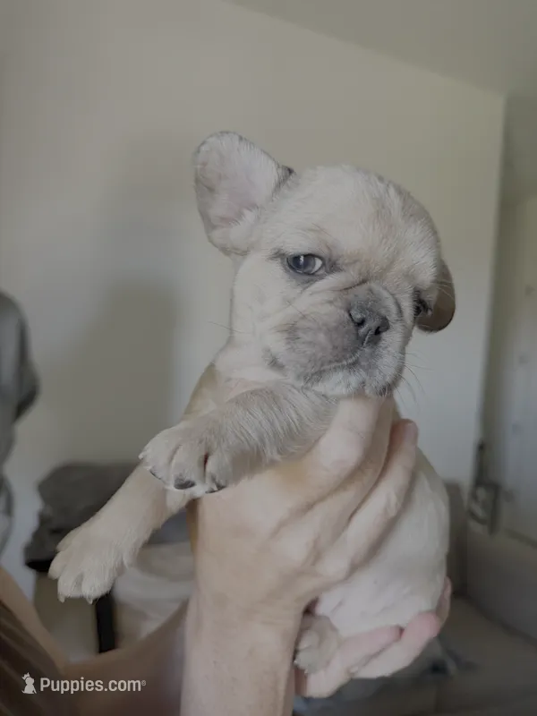 Annie – French Bulldog puppy for sale in St. George, UT