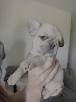 Annie, a female French Bulldog for sale in St. George, UT – 1 of 1