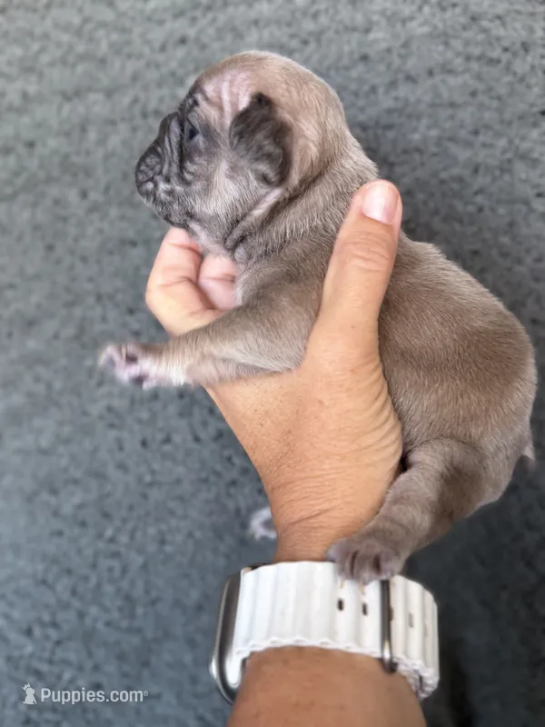 Myrtle – French Bulldog puppy for sale in St. George, UT