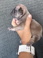 Myrtle, a female French Bulldog for sale in St. George, UT – 1 of 4