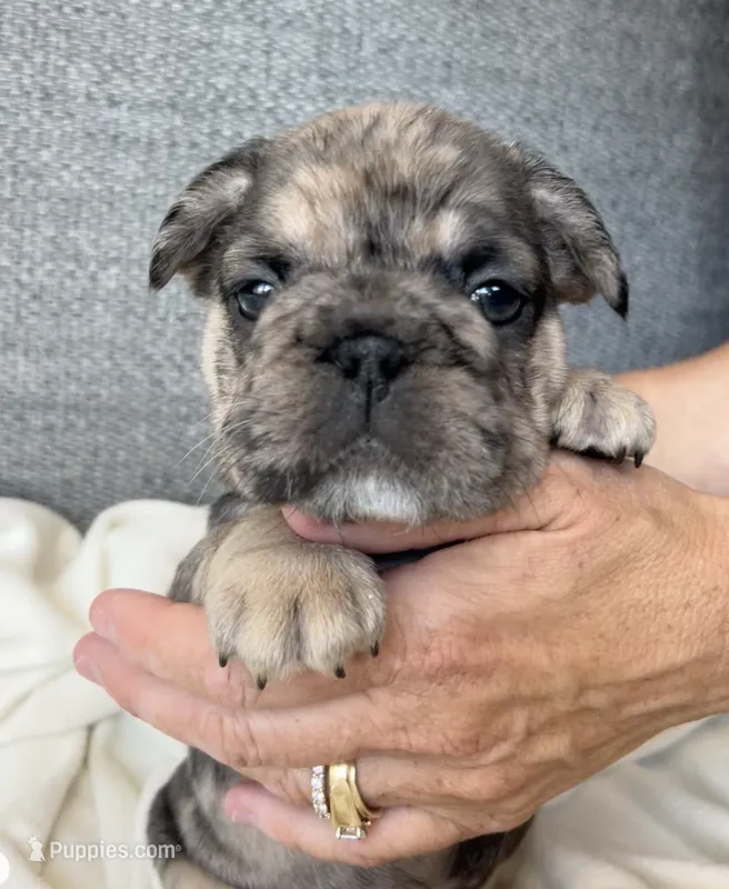 Colehouse – French Bulldog puppy for sale in St. George, UT