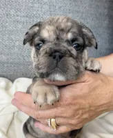 Colehouse, a male French Bulldog for sale in St. George, UT – 1 of 1