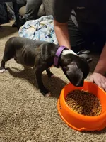 Daphne, a female American Pit Bull Terrier for sale in Conway, AR – Photo 3 of 4