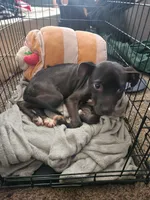 Daphne, a female American Pit Bull Terrier for sale in Conway, AR – Photo 2 of 4