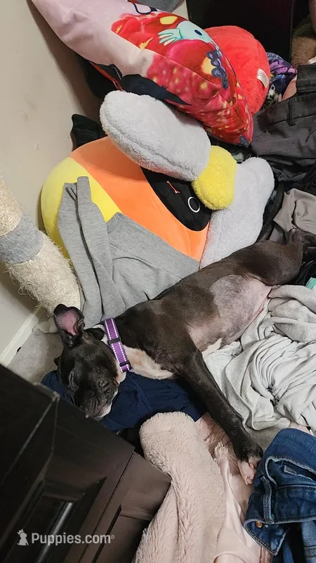 Daphne – American Pit Bull Terrier puppy for sale in Conway, AR