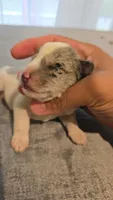 Cookie Dough, a male Miniature Schnauzer for sale in Park Hills, MO – 1 of 1