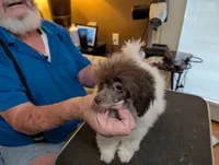 Cruella, a female Poodle - Toy  for sale in Garland, UT – Photo 4 of 4