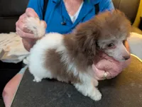 Cruella, a female Poodle - Toy  for sale in Garland, UT – Photo 1 of 4