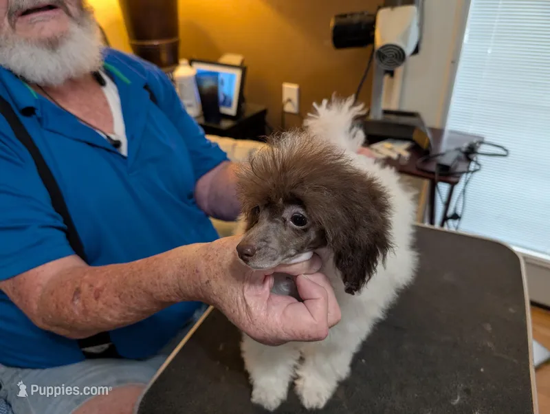 Bunny, a female Poodle - Toy  for sale in Garland, UT – Photo 1 of 3