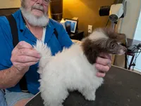 Bunny, a female Poodle - Toy  for sale in Garland, UT – Photo 3 of 3