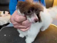 Cruella born 4/25, a female Poodle - Toy  for sale in Garland, UT – Photo 3 of 3