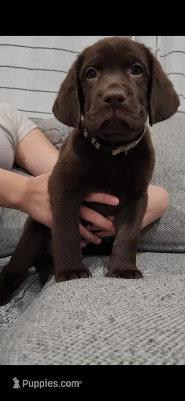 Male – Labrador Retriever puppy for sale in Corona, CA