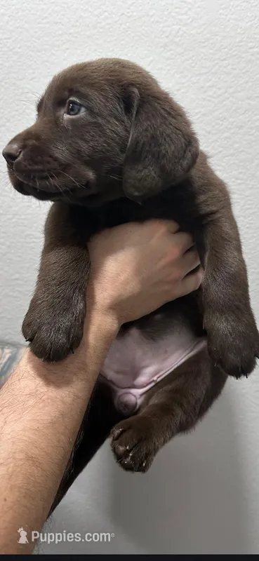 Female – Labrador Retriever puppy for sale in Corona, CA
