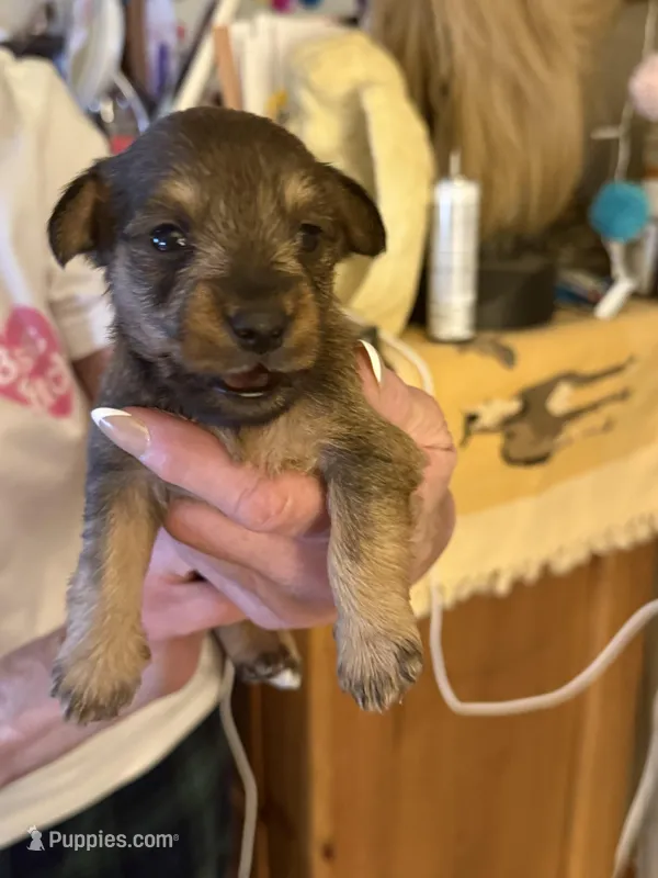 Pup #4 – Miniature Schnauzer, Chiweenie puppy for sale in Tucson, AZ