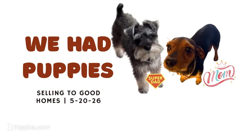 Pup #4 – Miniature Schnauzer, Chiweenie puppy for sale in Tucson, AZ