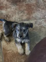 #3 , a male Miniature Schnauzer and Chiweenie for sale in Tucson, AZ – 2 of 4
