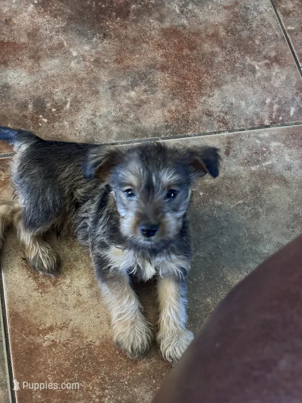 #3  – Miniature Schnauzer, Chiweenie puppy for sale in Tucson, AZ