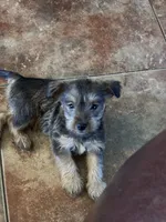 #3 , a male Miniature Schnauzer and Chiweenie for sale in Tucson, AZ – 1 of 4