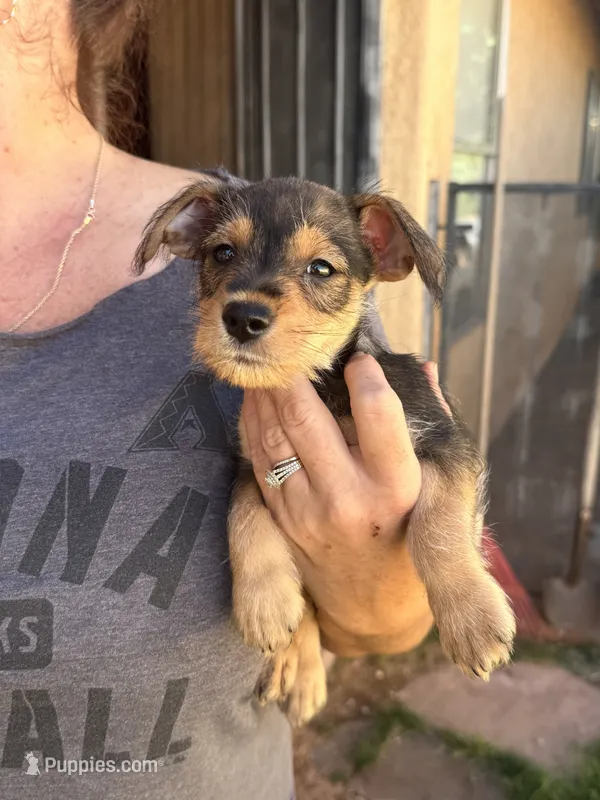 Pup #1 – Miniature Schnauzer, Chiweenie puppy for sale in Tucson, AZ