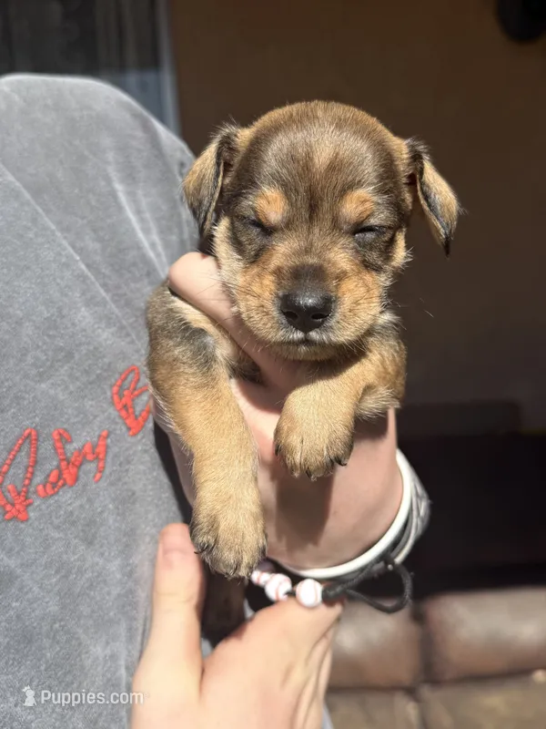 Pup #1 – Miniature Schnauzer, Chiweenie puppy for sale in Tucson, AZ
