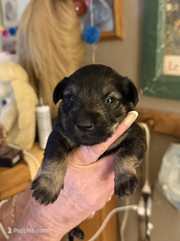 Pup #2 – Miniature Schnauzer, Chiweenie puppy for sale in Tucson, AZ