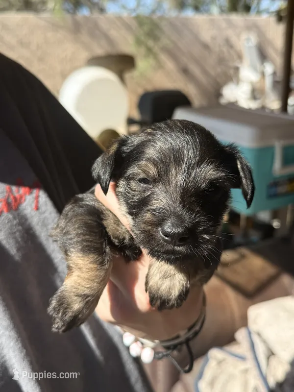 Pup#3 – Miniature Schnauzer, Chiweenie puppy for sale in Tucson, AZ