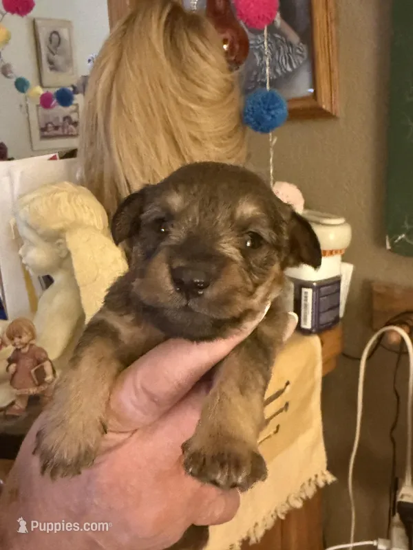 Pup #1 – Miniature Schnauzer, Chiweenie puppy for sale in Tucson, AZ