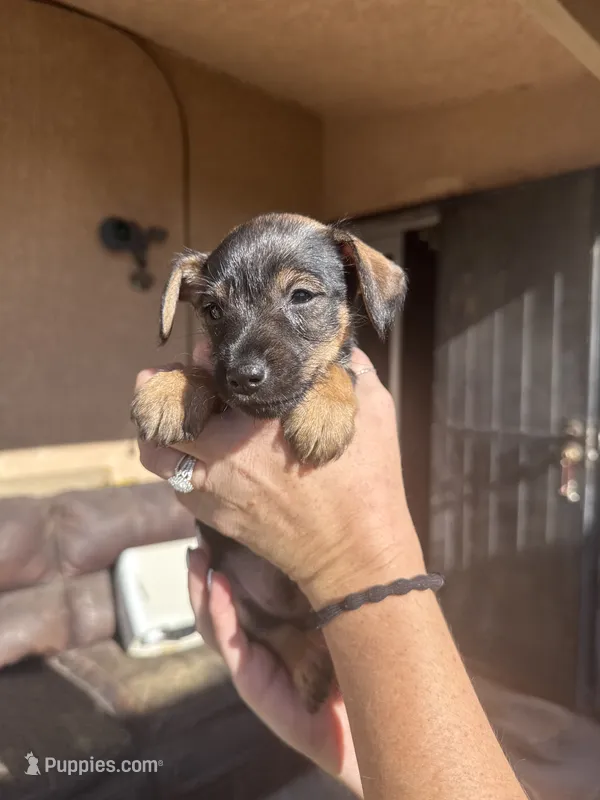Pup #1 – Miniature Schnauzer, Chiweenie puppy for sale in Tucson, AZ