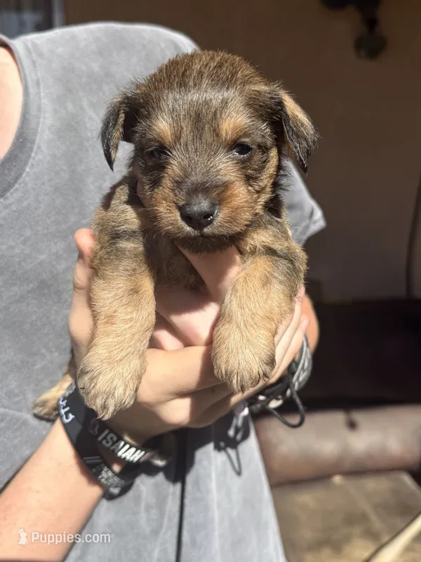Pup #4 – Miniature Schnauzer, Chiweenie puppy for sale in Tucson, AZ