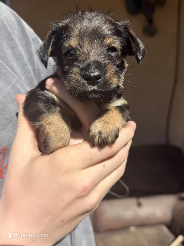 Pup #2 – Miniature Schnauzer, Chiweenie puppy for sale in Tucson, AZ