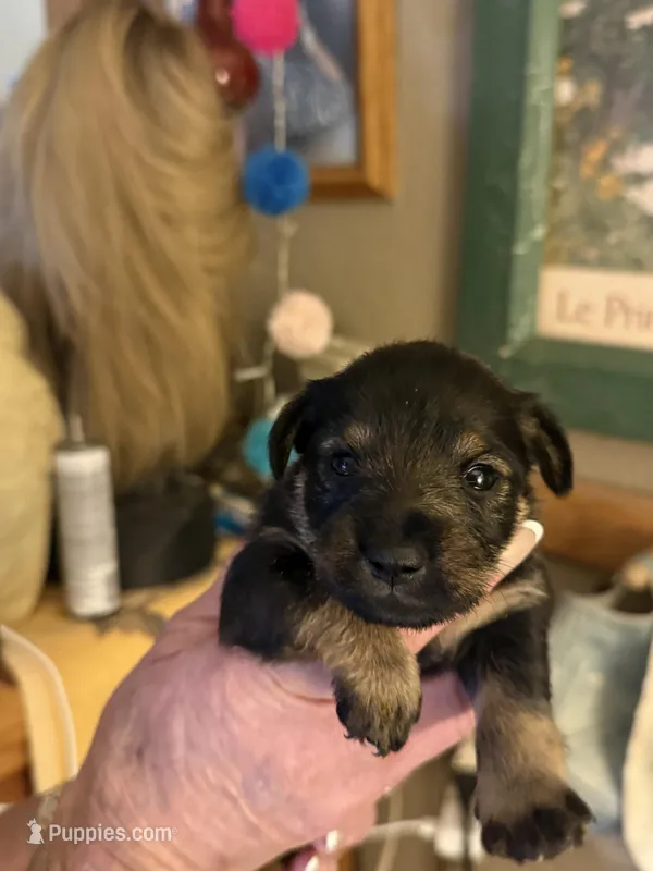Pup#3 – Miniature Schnauzer, Chiweenie puppy for sale in Tucson, AZ