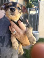 Pup 1, a male Miniature Schnauzer and Chiweenie for sale in Tucson, AZ – 1 of 2