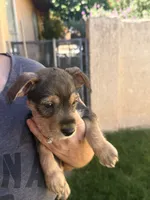 Pup 1, a male Miniature Schnauzer and Chiweenie for sale in Tucson, AZ – 2 of 2