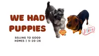 #3 , a male Miniature Schnauzer and Chiweenie for sale in Tucson, AZ – 4 of 4