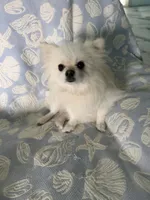 Tan collar male, a male Pomeranian for sale in Ocala, FL – 6 of 6