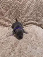 Purple female, a female American Bully for sale in Ocala, FL – 3 of 8