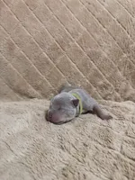 Green male, a male American Bully for sale in Ocala, FL – 9 of 10