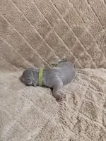 Green male, a male American Bully for sale in Ocala, FL – 10 of 10