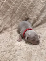 Red female, a female American Bully for sale in Ocala, FL – 5 of 9