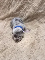 Blue male, a female American Bully for sale in Ocala, FL – 2 of 10