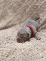 Red female, a female American Bully for sale in Ocala, FL – 2 of 9