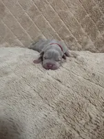 Red female, a female American Bully for sale in Ocala, FL – 8 of 10