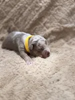 Yellow female, a female American Bully for sale in Ocala, FL – 6 of 10