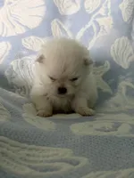 Grey collar male, a male Pomeranian for sale in Ocala, FL – 2 of 6