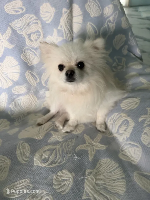 Orange collar male – Pomeranian puppy for sale in Ocala, FL