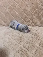 Blue male, a female American Bully for sale in Ocala, FL – 9 of 9