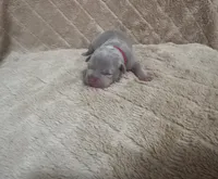Red female, a female American Bully for sale in Ocala, FL – 7 of 10