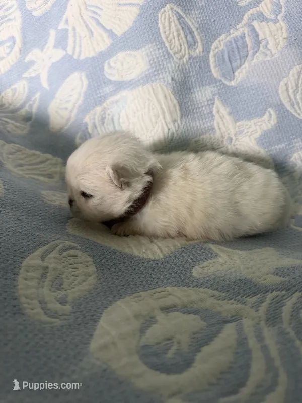 Brown collar female – Pomeranian puppy for sale in Ocala, FL